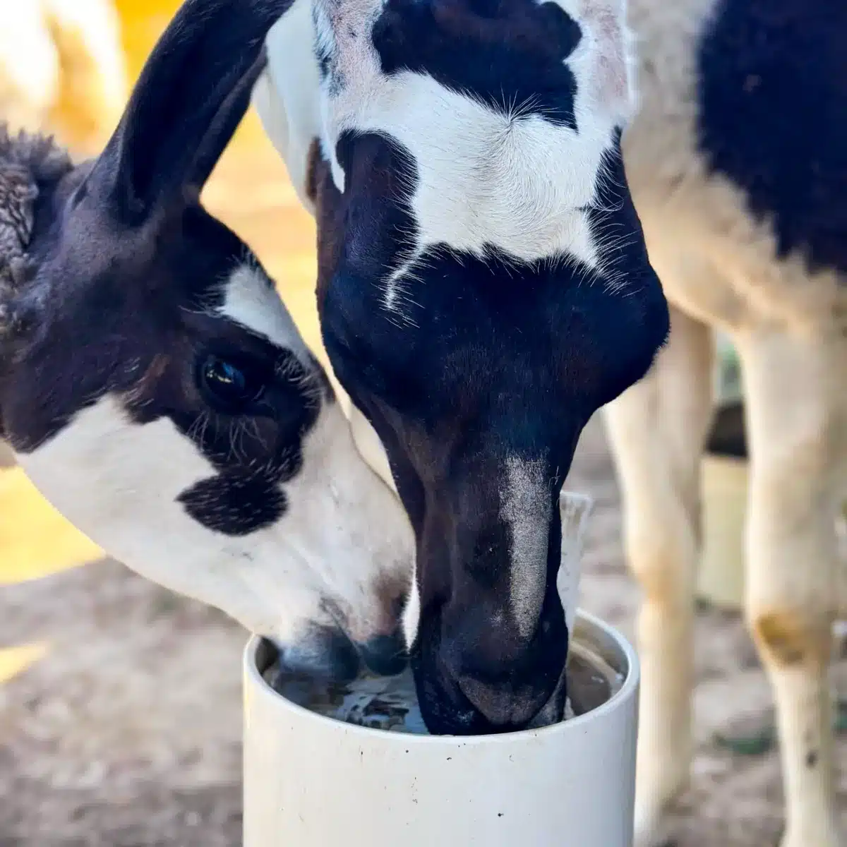 Alpaca beside a Drinking Post waterer