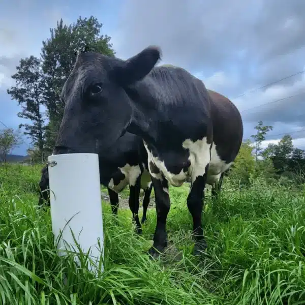 Cattle Drinking Post waterer