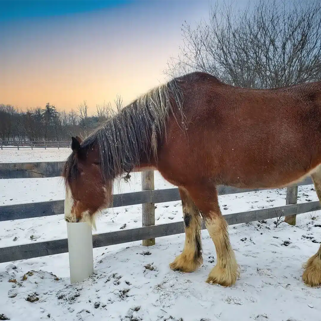 Draft horse in the snow at sunset