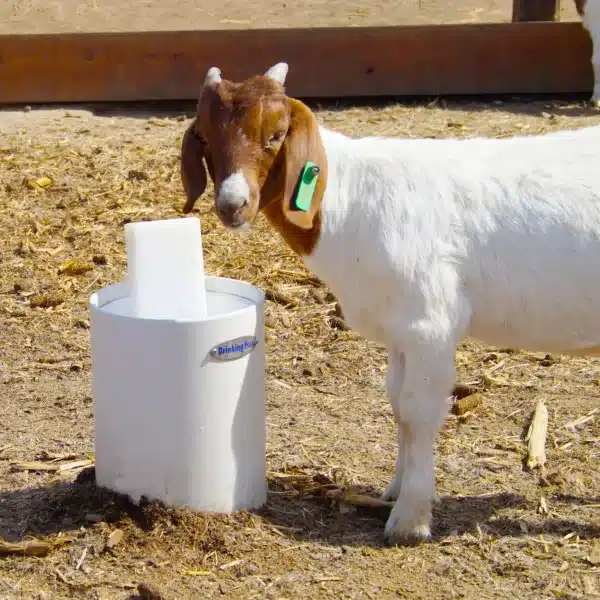 Goat Drinking Post waterer