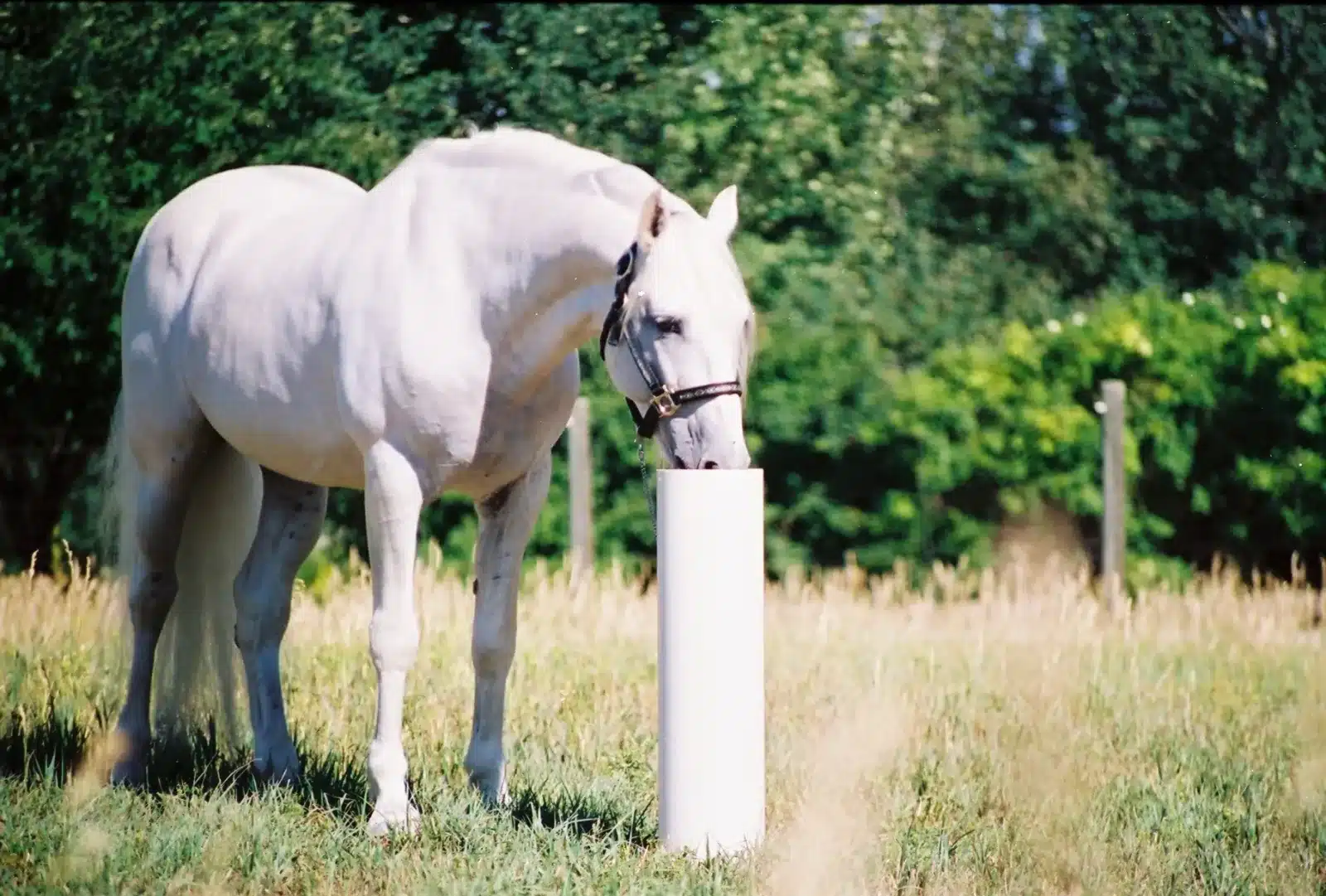 Horse drinking from a Drinking Post waterer in a Tennessee field