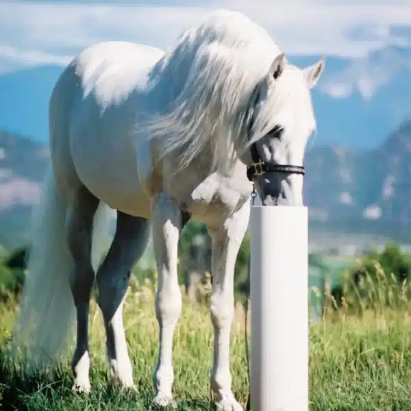 Horse Drinking Post waterer