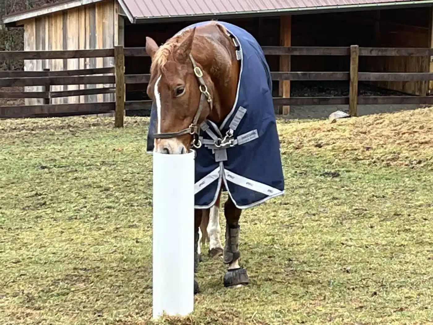 Horse drinking fresh water from a Drinking Post