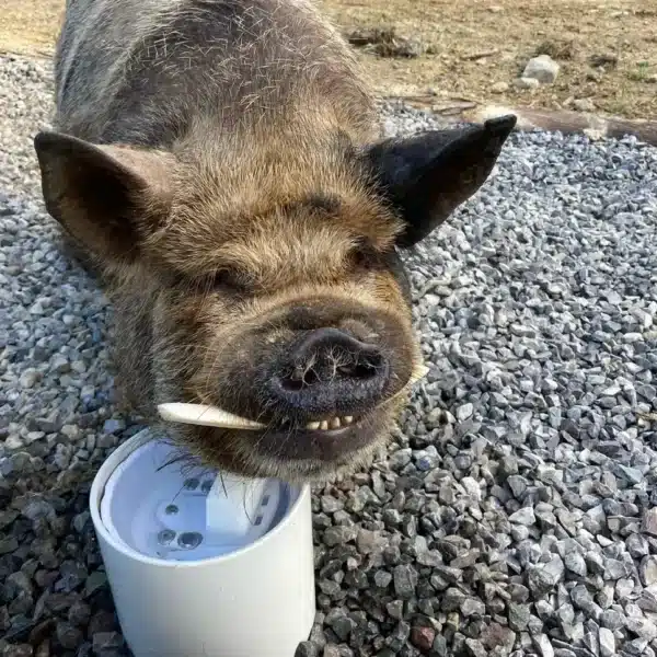 Pig Drinking Post waterer