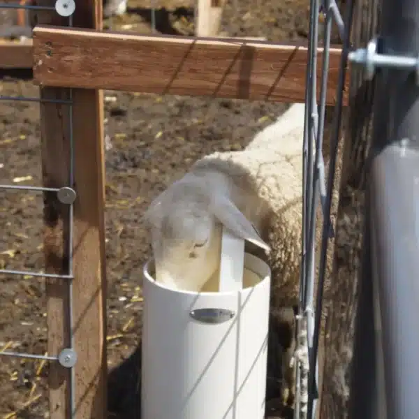Sheep Drinking Post waterer